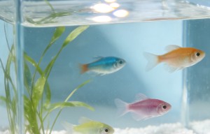 计算机的技术,应该要对自己有用